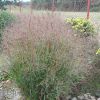 Panicum Heavy Metal